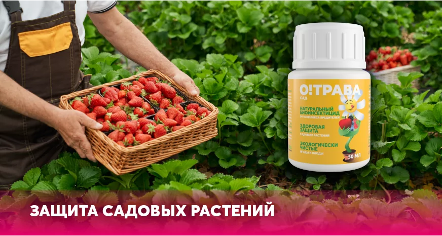 ЗАЩИТА САДОВЫХ РАСТЕНИЙ