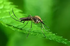 Комары из Азии обрели устойчивость к инсектицидам