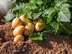 Микроорганизмы могут заменить пестициды