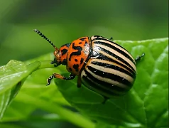 Колорадский жук выработал устойчивость к десяткам инсектицидов