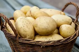 Употребление картофеля с пестицидами грозит головной болью